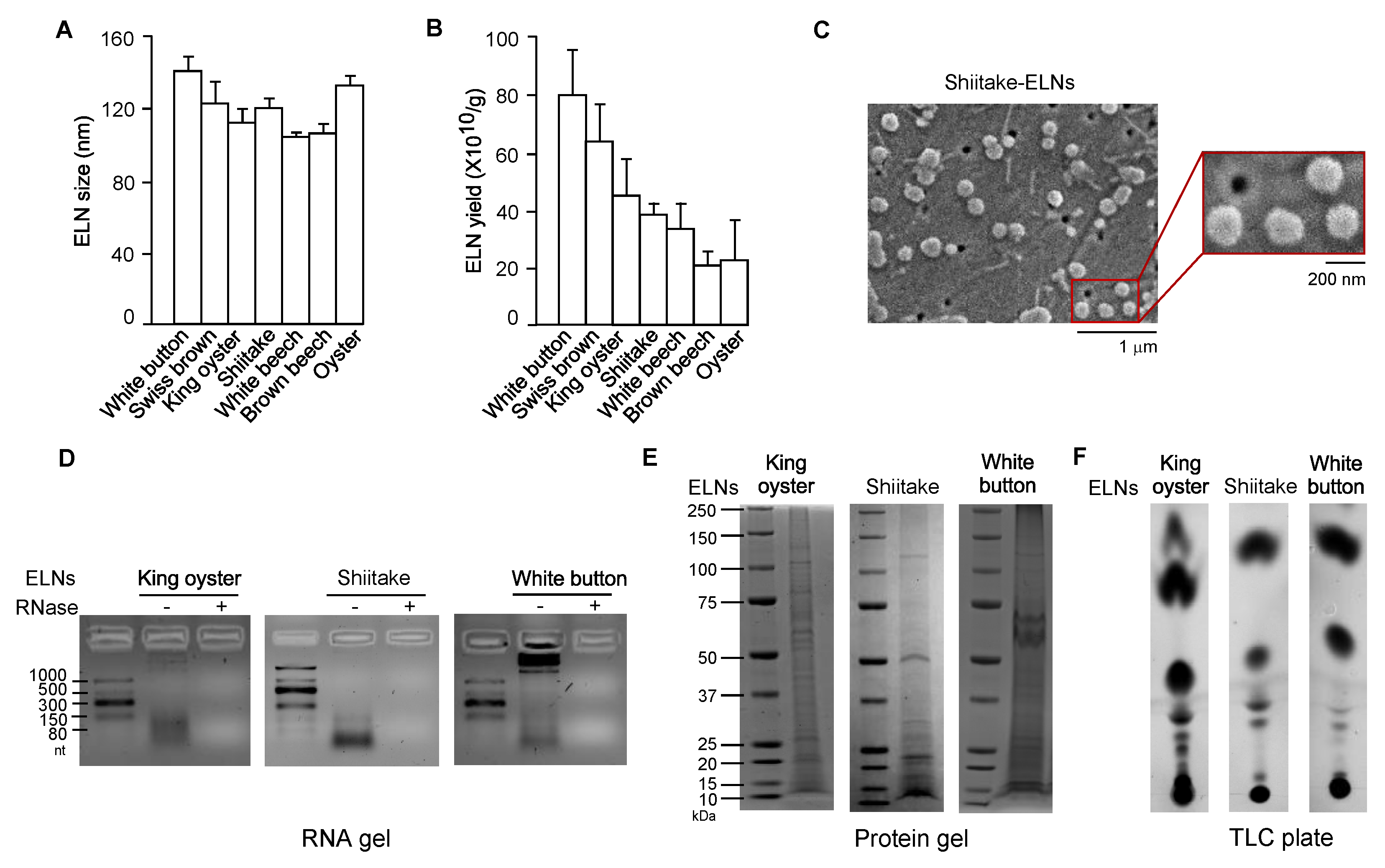 Mushroom exosome characterization.